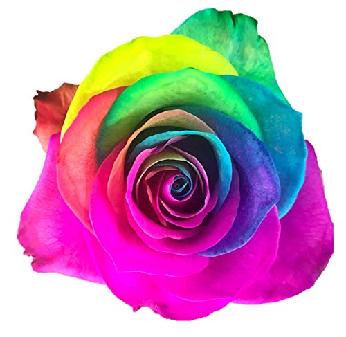 raibow-rose Amazon.com : Farm Direct Fresh Rainbow Roses | 24 Rainbow